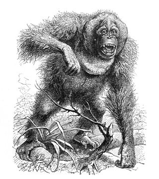 Wild Orangutan / Antique illustration from Brockhaus Konversations-Lexikon 1908