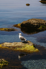 seagull on rock