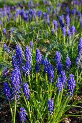 Obraz premium Muscari flowers, Muscari armeniacum, grape hyacinth blue spring flowers in park greenery on natural background