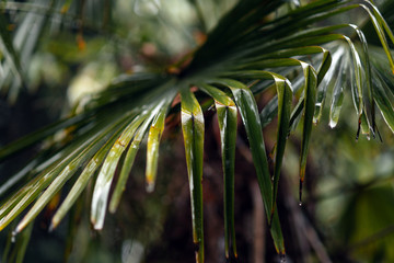 leaves of palm tree