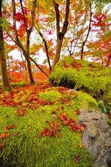 苔に落ちるもみじ(紅葉) / 秋 の風景 / 永観堂 / koke / maple / japan / 日本