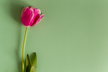 One Pink Tulip on a green background.