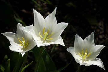 3 Weisse Blüten