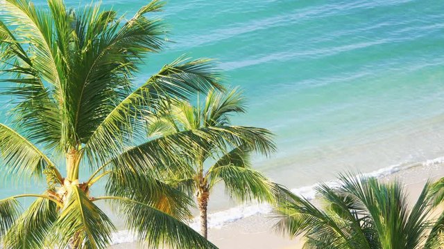 Palm trees in Hawaii in 4k slow motion 60fps