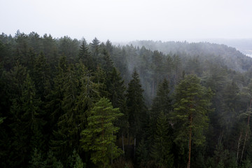Aerial: Beautiful foggy morning above the forest
