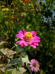 Beautiful pink zinnia background with green leaves