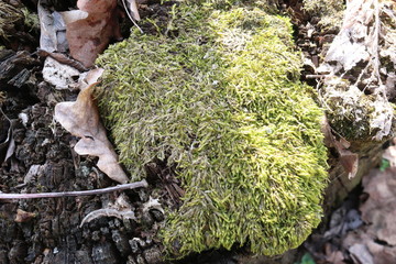  Moss on the tree