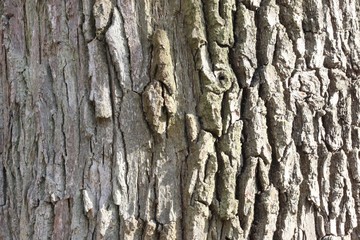  Tree bark