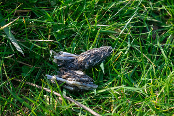 Obraz premium Owl pellets, indigested parts of animals eaten by olws, owl spit, vomit or regurgitation, are materials from the bird's prey. Fresh owl pellet. Bird of prey sign.