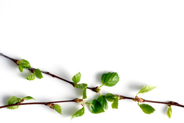 Sprigs and green leaves on a white fonen top view