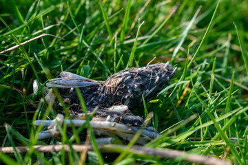 Owl pellets, indigested parts of animals eaten by olws, owl spit, vomit or regurgitation, are materials from the bird's prey. Fresh owl pellet. Bird of prey sign.