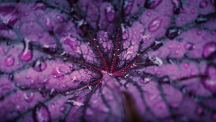 Purple flower background