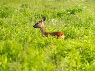 Beautiful young Roe deer doe standing in long green grass in summer