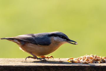 Eurasian Nuthatch feeding against a clear green background.