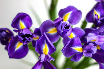 purple iris flowers on a white background, closeup
