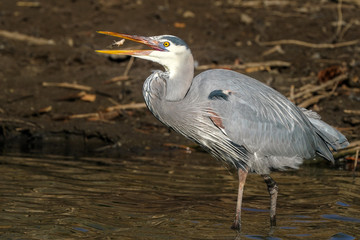 Great Blue Heron
