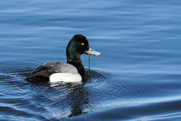 Lesser-Scaup Drake