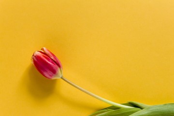 One Pink Tulip on a yellow background. Close- up, top view, copy space.