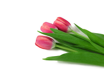 Bouquet of spring tulips with red buds isolated on white background