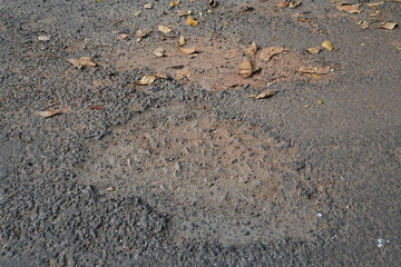 Damaged asphalt pavement road with potholes in rural area. Dry brown leaves are present.