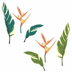 Graphic heliconia leaves. Exotic flower. Wallpaper or textile design elements.