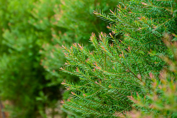 juniper tree  growing with blur background in the park.