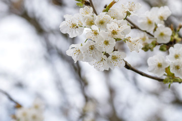 Cherry blossoms