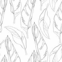 Graphic heliconia seamless pattern. Exotic leaves. Coloring book page for adults and kids. Wallpaper or textile design.