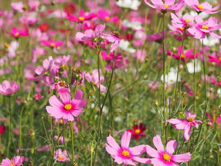Obraz na płótnie Canvas Pink Sulfur Cosmos, Mexican Aster flowers are blooming beautifully in the garden, blurred of nature background
