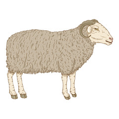 Vector Cartoon Ram Illustration.
