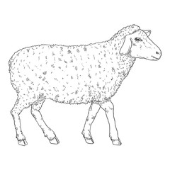 Vector Sketch Sheep Illustration.