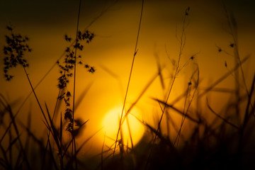 Fototapeta premium Silhouette of Flower grass in the summer with sunset background