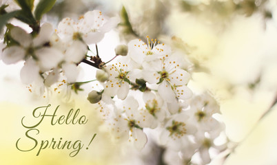 Hello spring text fresh sign. Stylish floral gretting card or poster template. Delicate white branch of a flowering Apple tree. Close up. Flowering garden trees. Cherry blossoms.