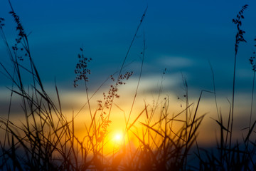 Fototapeta premium Silhouette of Flower grass in the summer with sunset background