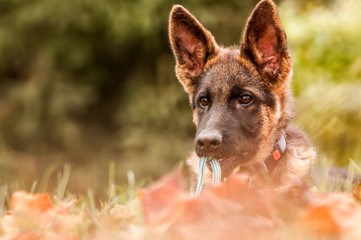 Portrait of a german shepherd puppy while resting in a backyard