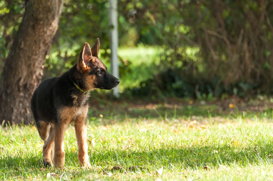 A german shepherd puppy discovering the backyard