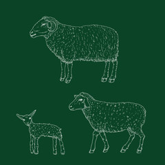 Fototapeta premium Vector Set of Chalk Sketch Ram, Sheep and Lamp