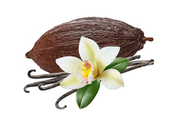 Big cocoa pod and vanilla beans isolated on white background
