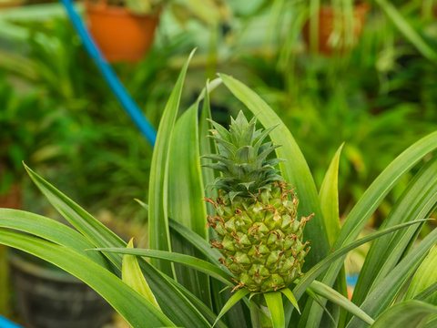 plant bromelia pineapple Ananus comosus Champaca