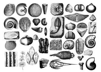 Antique fossil shell collection/ Antique illustration from Brockhaus Konversations-Lexikon 1908 © Basicmoments