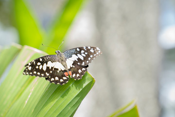 Butterfly in nature habitat.Butterfly in the green forest.