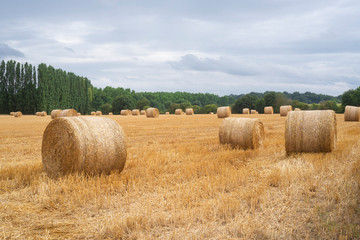 France.  Meules de paille apr&egrave;s la moisson d'un champs de bl&eacute;.