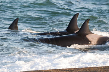 Fototapeta premium Killer whale hunting sea lions on the paragonian coast, Patagonia, Argentina