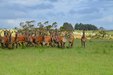 Hirschherde in Neuseeland Südinsel