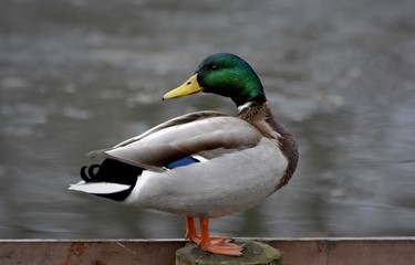 duck on a column