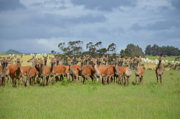 Hirschherde in Neuseeland S&uuml;dinsel 