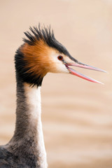 beautiful macro portrait of a great crested grebe in nature