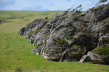 S&uuml;dkap Slope Point Neuseeland S&uuml;dinsel