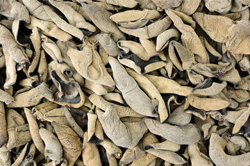 black fungus background