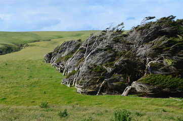 S&uuml;dlap Slope Point Neuseeland S&uuml;dinsel